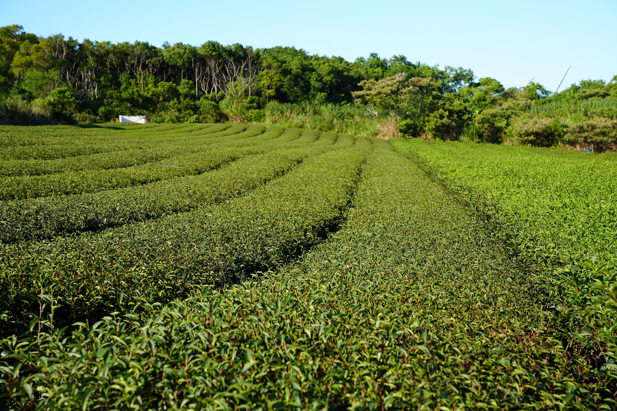 淺山茶園