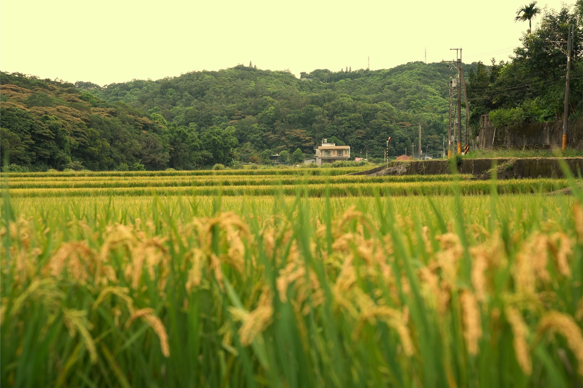 水梯田