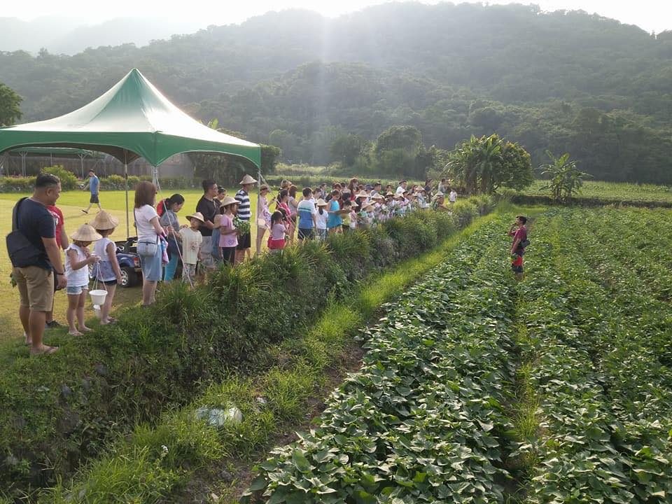 金山汪汪地瓜園的地瓜田