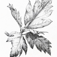 Ray/胖胖樹的熱帶雨林