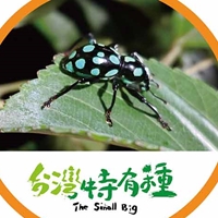 大圓斑球背象鼻蟲