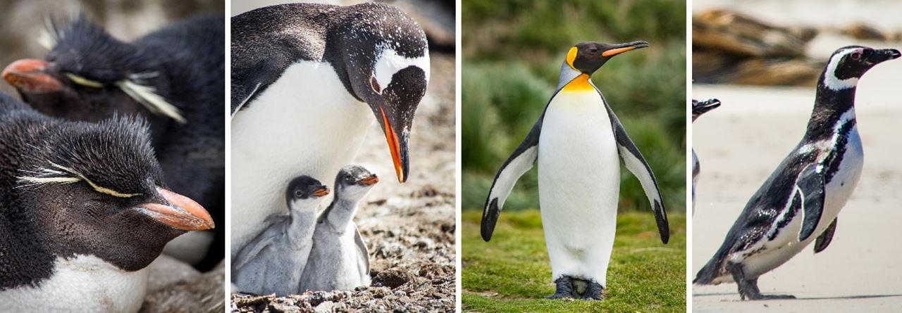 福克蘭群島主要可以看到跳岩企鵝、巴布亞企鵝、國王企鵝及麥哲倫企鵝