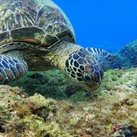 綠蠵龜