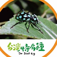 大圓斑球背象鼻蟲