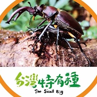 台灣深山鍬形蟲