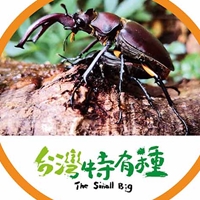 臺灣深山鍬形蟲