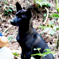 Kgi  泰雅語「苧麻」