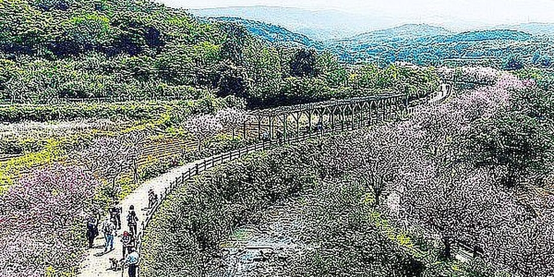 19 新北市三芝區櫻花季 Accupass 活動通