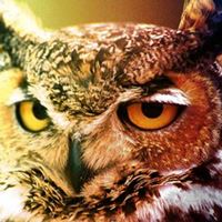 奧爾思貓頭鷹工坊