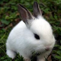 桃樂絲可愛小動物