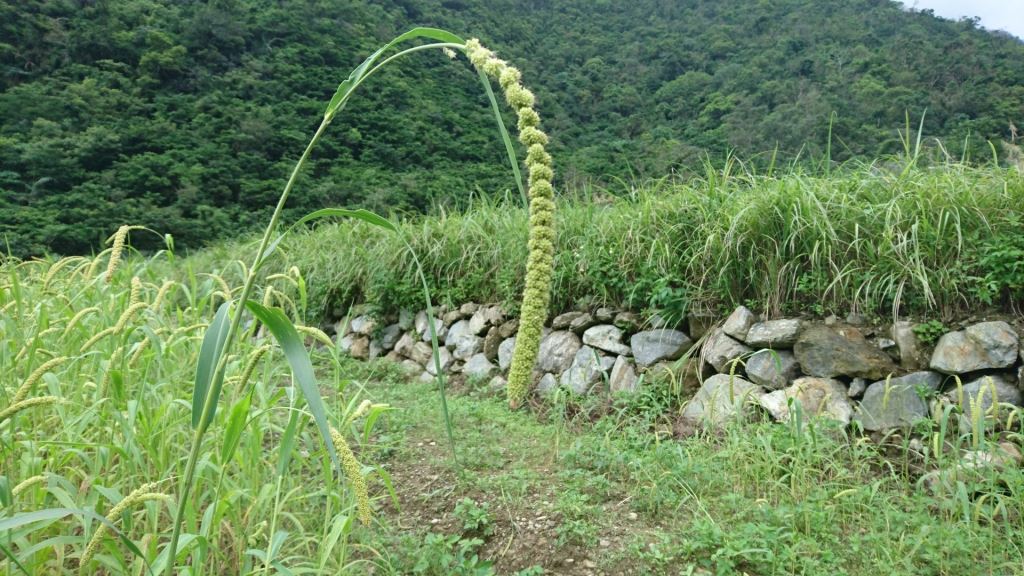聽風望海的小米復耕園地