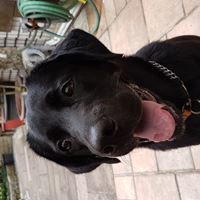 黑拉拉界林志玲