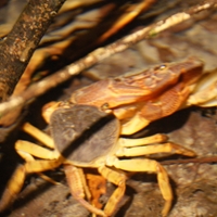 霞喀羅溪魚生們