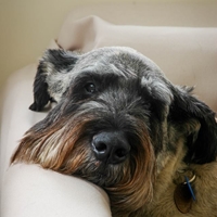 Mojito（職業是走狗的小女子）