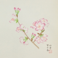 非華