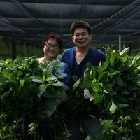 卓也藍染 鄭美淑老師