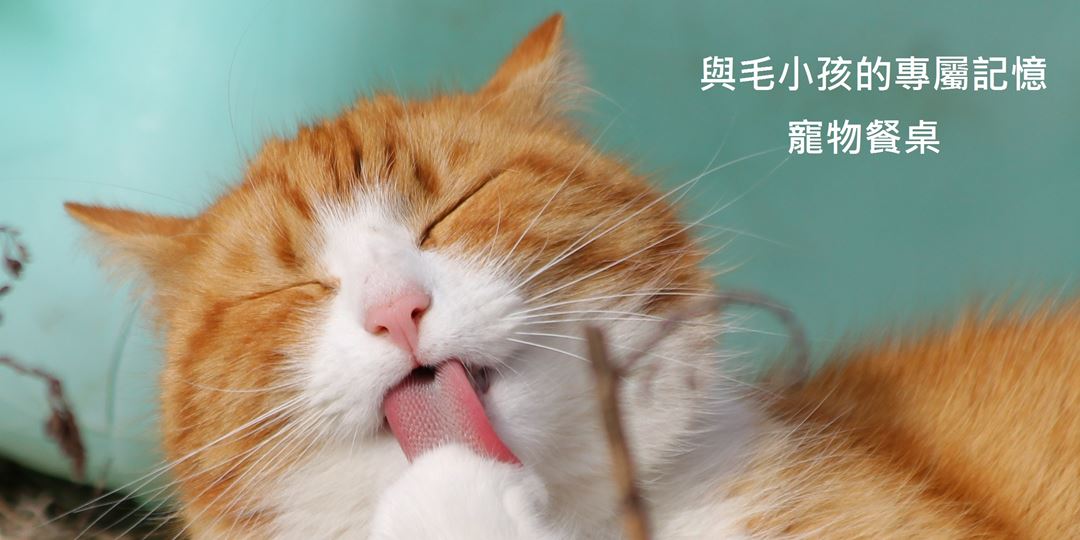 與毛小孩的專屬記憶-一起好好吃飯-寵物餐桌(特力屋台中西屯店)