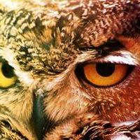 奧爾思貓頭鷹工坊