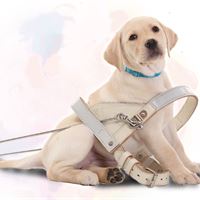 惠光導盲犬學校