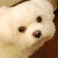 詹紅意 (乖乖Ma)