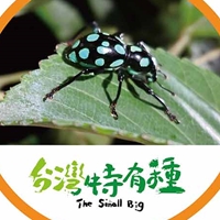 大圓斑球背象鼻蟲