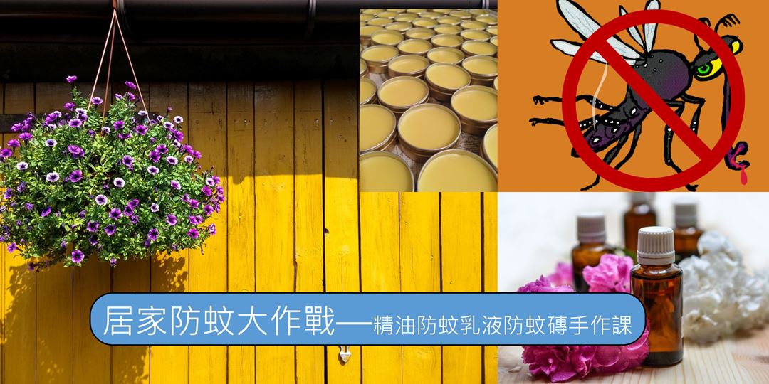 不僅能吃 能賞還能驅蚊 一碰就香的 碰碰香 輕鬆自己種 Youtube