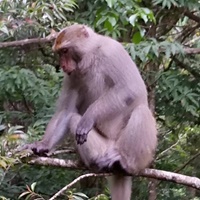 台灣獼猴