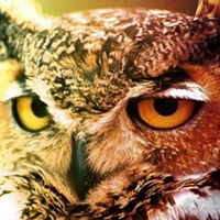 奧爾思貓頭鷹工坊