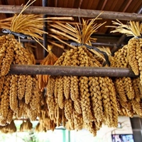 崁頂部落蓋亞那工作坊Kaiana