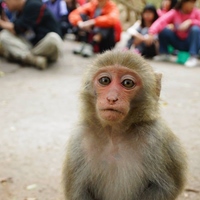 台灣獼猴共存推廣協會