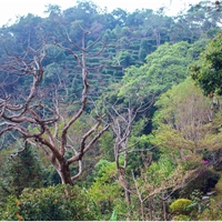 拿普原生茶有機茶園