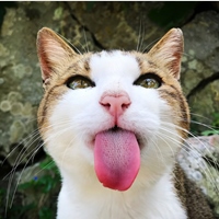 菜菜子 貓咪攝影師