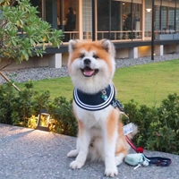 大和模特的日常