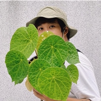 小豬