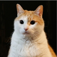 黃阿瑪的後宮生活