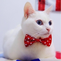 豆漿 - Soybean Milk