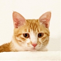 傲嬌爸的養貓日常