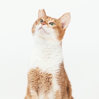 三牲工作室 Something Studio