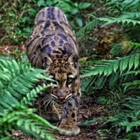 泰山ㄉ生態攝影