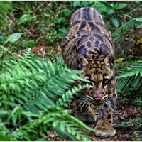 泰山ㄉ生態攝影