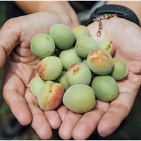 甲仙農會梅子觀光工廠