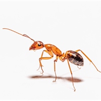 丘祐坤 /螞蟻老師