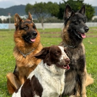 臺北市陪伴犬協會