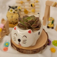 植物手作老師