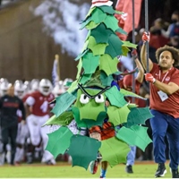 Stanford Tree