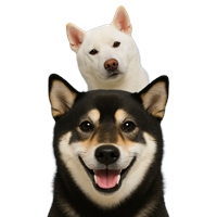 柴犬七仙女